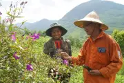 Lão nông Gia Lai ước trẻ lại 15 tuổi để khôi phục đồi sim tuổi thơ
