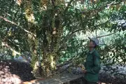 Lão nông Huế thành triệu phú từ 2 cây dâu tiên 