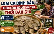 Loại cá bình dân được lòng người nội trợ thời bão giá