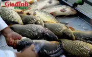 Loại cá quen thuộc ở chợ Việt được ví như 'ích mẫu', hạ tiểu nhiều người chưa biết lý do