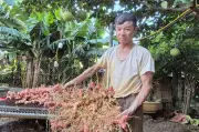 Loại cây cho lãi gấp 6 lần trồng mía, lao nông dứt túi nửa tỷ đồng