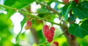 Loại lá cây lá khắc tinh của bệnh tiểu đường