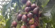 Loại quả giống nhãn vị sầu riêng giá 2,5 triệu đồng/kg gây sốt