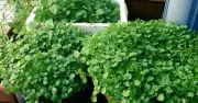 Loại rau tốt nhất cho sức khỏe mọc đầy Việt Nam, các nhà khoa học mất 1 thập kỷ nghiên cứu