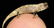 Loài tắc kè hoa tí hon Brookesia nana sở hữu vũ khí sinh sản khổng lồ