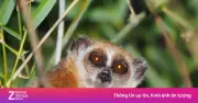 Loài thú có nọc độc duy nhất tại Việt Nam: Culi nhỏ bé nhưng nguy hiểm chết người