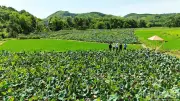 Mô hình sen trên đất lúa kém hiệu quả: Đại An bừng sáng nhờ du lịch cộng đồng