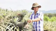 Mô hình trồng dứa liên kết mở hướng đi mới cho nông nghiệp Hà Tĩnh