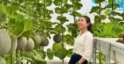 Mẹ đảm tại TPHCM biến sân thượng 30m2 thành vườn dưa lưới sai trĩu quả