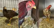 Mỹ triệt phá hai trường gà lớn, bắt gần 90 người và thu giữ nhiều gà chọi