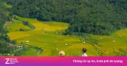 Mùa lúa chín ở Măng Đen gây sốt với khung cảnh từ trên cao