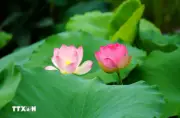 Mùa sen khoe sắc tại nhiều địa phương ở Trung Quốc