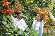 Mùa trái chín ở Đồng Nai: Nông dân tăng thu nhập nhờ du lịch vườn