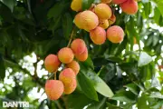 Mỗi ngày nên ăn bao nhiêu quả vải để tốt cho sức khỏe?