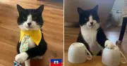 Mèo Billy tiên tri chính xác 19 trận World Cup, gợi nhớ bạch tuộc Paul