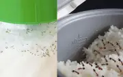 Mẹo đuổi sạch kiến khỏi nồi cơm hủ đường chỉ trong một nốt nhạc