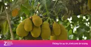 Mít: Loại quả giàu dinh dưỡng, tăng cường miễn dịch và hỗ trợ tiêu hóa