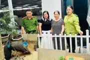 Mất ăn mất ngủ vì nhặt được 2 con chim công Ấn Độ
