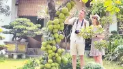 Mít Đoài Phương: Cây chủ lực mang lại thu nhập cao cho nông dân