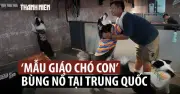 Mẫu giáo cho chó lên ngôi tại Trung Quốc, thu hút đông đảo chủ nuôi