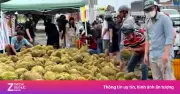 Mua sầu riêng non 'giải cứu' ven đường: Người tiêu dùng lãnh đủ thiệt hại