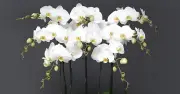 Muốn phòng khách xanh mát và sang trọng, đừng bỏ qua 5 loại cây này
