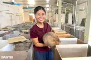 Nữ công nhân về quê nuôi dúi thu trăm triệu đồng mỗi năm