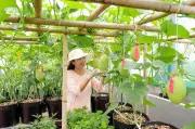 Nữ kế toán Đà Nẵng biến sân thượng 100m2 thành vườn rau sạch trĩu quả