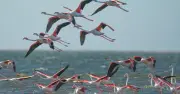 Nữ nhiếp ảnh gia Việt ghi lại 'biển hồng' từ hàng vạn chim hồng hạc ở Namibia