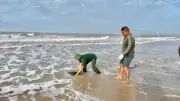 Ngư dân Hồ Tràm cứu hộ rùa biển quý hiếm mắc lưới