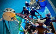 Ngư dân Quảng Ngãi săn luồng cá gần bờ với nghề lưới vây