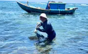 Ngư dân Quảng Ngãi vào mùa thu hoạch nhum biển, thu nhập cao