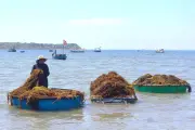 Ngư dân xã đảo Tam Hải kiếm tiền triệu mỗi ngày nhờ khai thác rong mơ