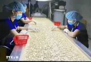 Đồng Nai hướng tới trở thành trung tâm giao dịch điều quốc tế