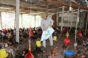 Đồng Tháp: Giá gà thịt tiếp tục giảm, người nuôi lỗ nặng