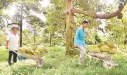 Đồng Tháp mở rộng vùng nguyên liệu, thúc đẩy xuất khẩu trái cây