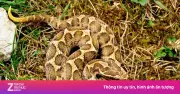 Ngủ trên giường, người đàn ông bị rắn bò lên cắn suýt hoại tử tay