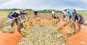 Nghề làm Xá Pấu từ củ cải trắng ở Vĩnh Châu: truyền thống và phát triển