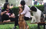 Nghị định mới phạt nặng vi phạm thú y, tới 100 triệu đồng