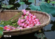 Nghệ thuật ướp trà sen: Tinh hoa ẩm thực Quảng An Tây Hồ