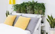 Người độc thân nên đặt cây gì trong phòng ngủ để tình duyên hanh thông?