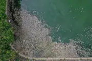 Người dân đau đầu vì mùi cá chết ở hồ điều hòa Nghĩa Đô