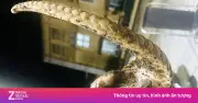 Người dân Huế giao nộp tê tê Java quý hiếm bỏ lại giữa đường