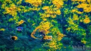 Người dân làng chài thu hoạch rong mơ, vui mừng vì được mùa và giá cao