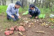 Người dân Đà Lạt rủ nhau vào rừng hái nấm thông mùa mưa