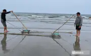 Người dân Nghệ An cào ốc cườm kiếm tiền triệu mỗi ngày