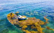 Người dân Quảng Ngãi thu hoạch rong mơ, thu hơn triệu đồng mỗi ngày