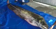 Người đàn ông câu được con cá trê khủng nặng 110 kg, dài 2,5 mét