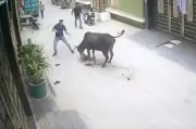 Người đàn ông Ấn Độ dùng thân che chắn cứu bé trai khỏi bò húc
