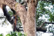 Người đàn ông tử vong trên cây cao 40m khi lấy mật ong tại Quảng Ngãi